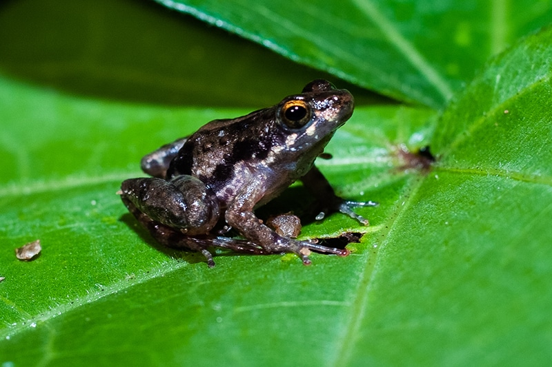The home of a frog orchestra