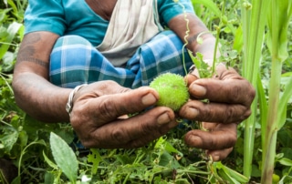Indigenous Adivasi woman collecting fruit