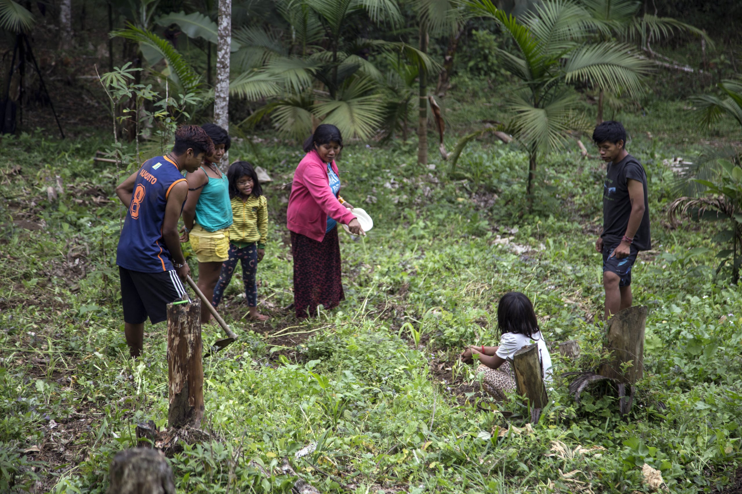 What is agroforestry?