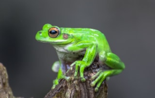 Image of a tree frog