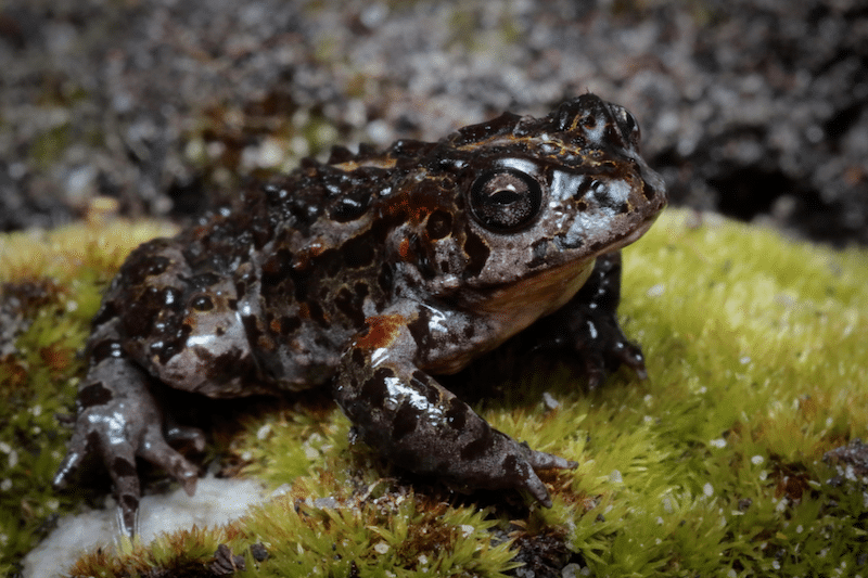 Amphibians and culture III: restoring positive narratives in India and South Africa
