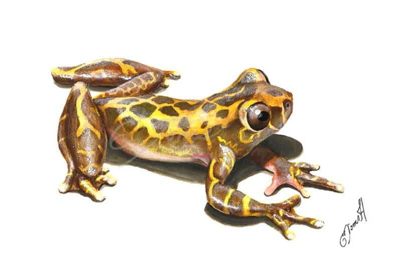 The wildlife illustrator shortlist