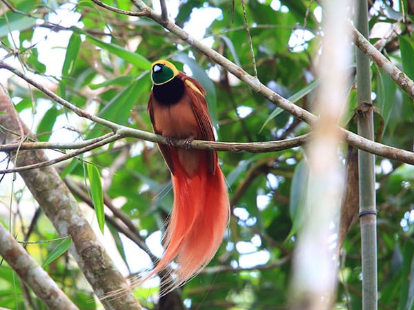 A beautiful orange, yellow, and brown bird of paradise with a long tail sits on a branch in a forest